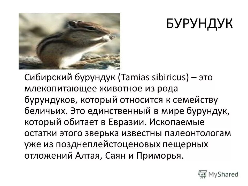 Приспособленность организмов к среде обитания и ее относительность. Азиатский бурундук красная книга. Сибирский бурундук сообщение. Относительность приспособлений. В чем выражается относительность приспособленности сибирского бурундука.
