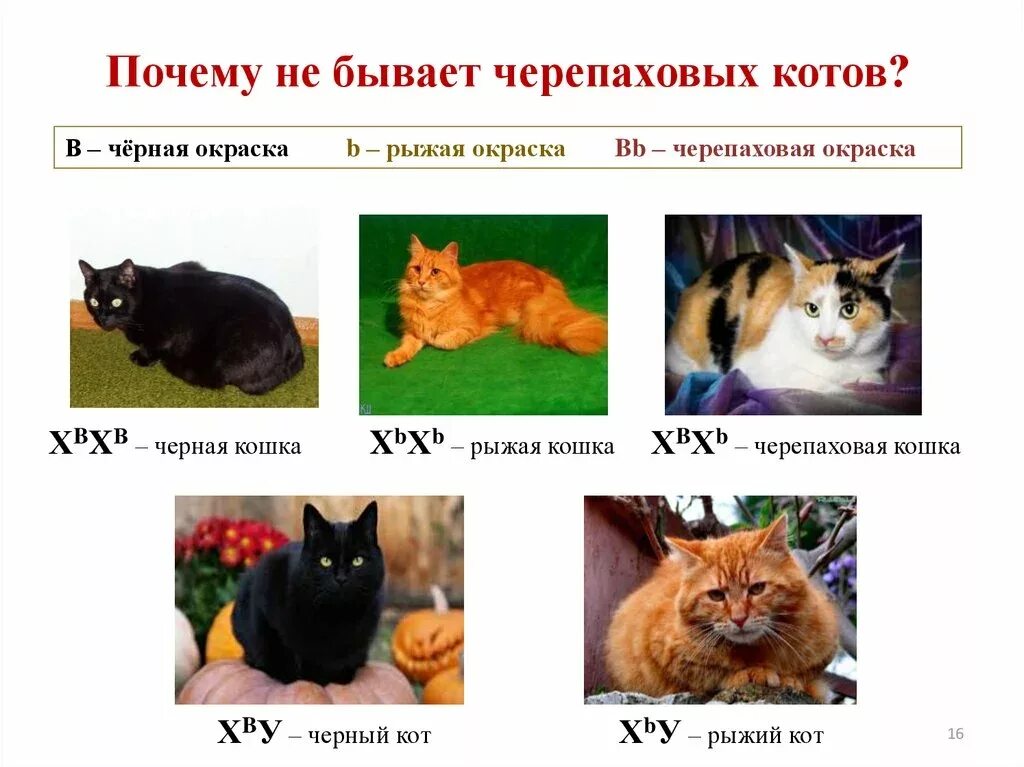 Почему кошки разных цветов