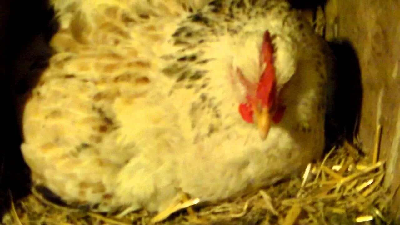 Сколько курица высиживает яйца до цыпленка дней. Наседка на яйцах. Наседка курица высиживает яйца. Курица высиживает цыплят. Курица сидит на яйцах.