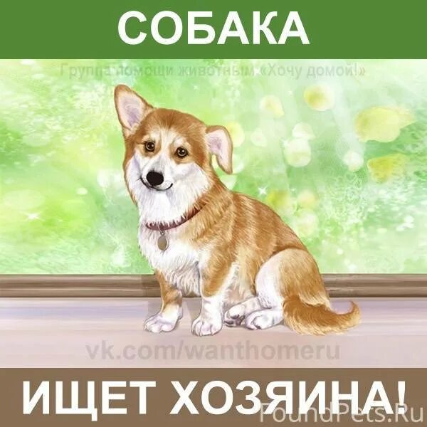 Щенок ищет хозяев. Щенок ищет дом. щенок ищет хозяина. ищу хозяина для собаки. щенки ищут дом картинки.