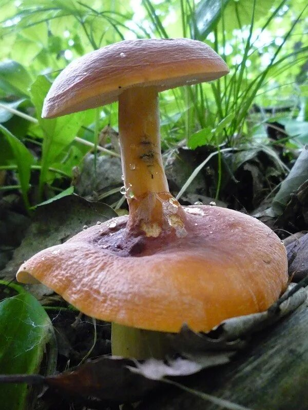 Молоканка это. Молоканка это. Lactarius volemus подмолочник. Подмолочник молочай гриб. Подмолочник молочай гриб.