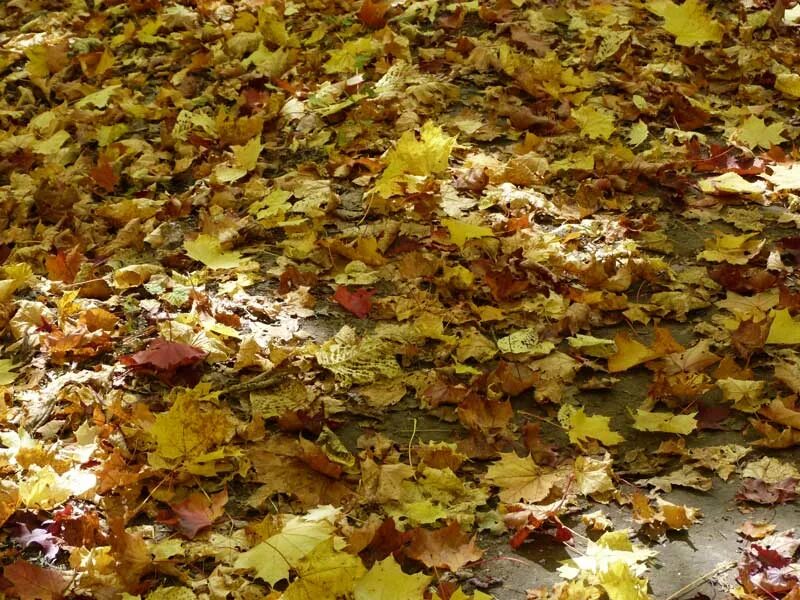 Листья ковром золотой осенью. Осень листья. Золотой ковер осени. Листья золотым ковром. Янтарная осень.