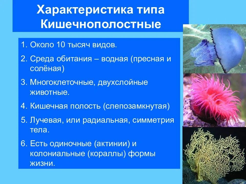 Характеристика типа Кишечнополостные. Представители кишечнополостных 5 класс биология. Характеристика Тип Кишечнополостные 7 класс. Кишечнополостные представители биология 6 класс. Группы организмов кишечнополостные