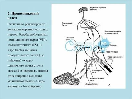 Проводниковый отдел вкусовой системы