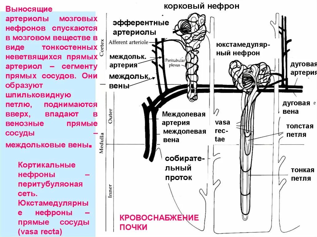 Капсулы нефронов находятся в мозговом. Кровоснабжение нефрона. Строение нефрона. Кровоснабжения почек и нефронов. Корковые нефроны.