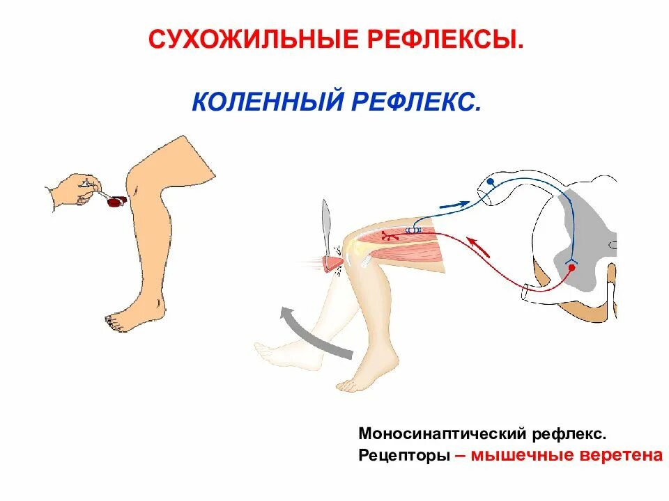 Сухожильные рефлексы человека и методы их оценки. Сухожильные рефлексы пропедевтика. Механизм коленного рефлекса физиология. Коленный сгибательный рефлекс.