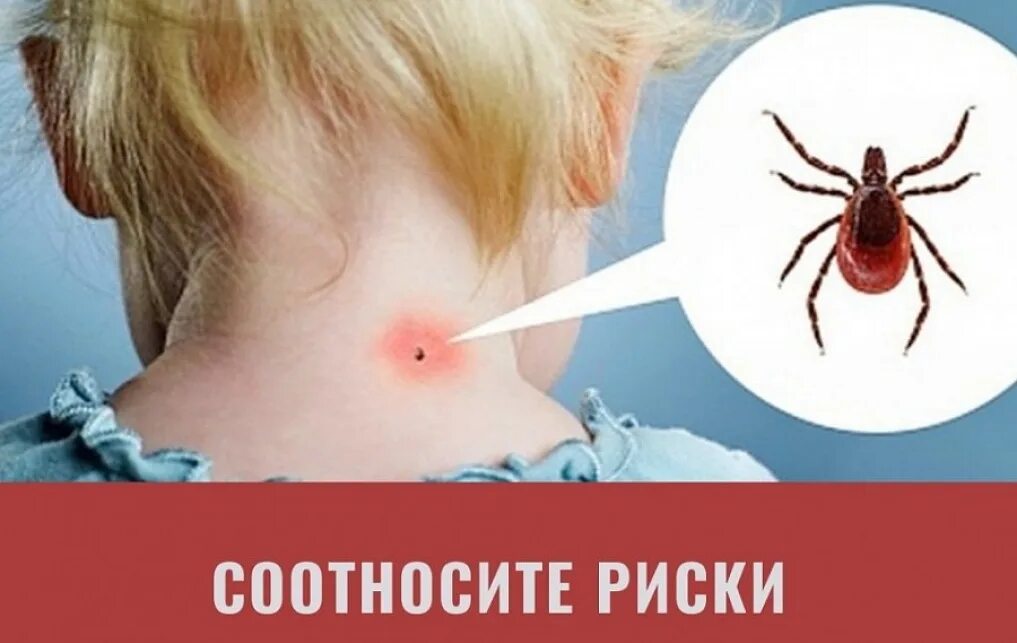 Как действует энцефалит. Как действует энцефалит