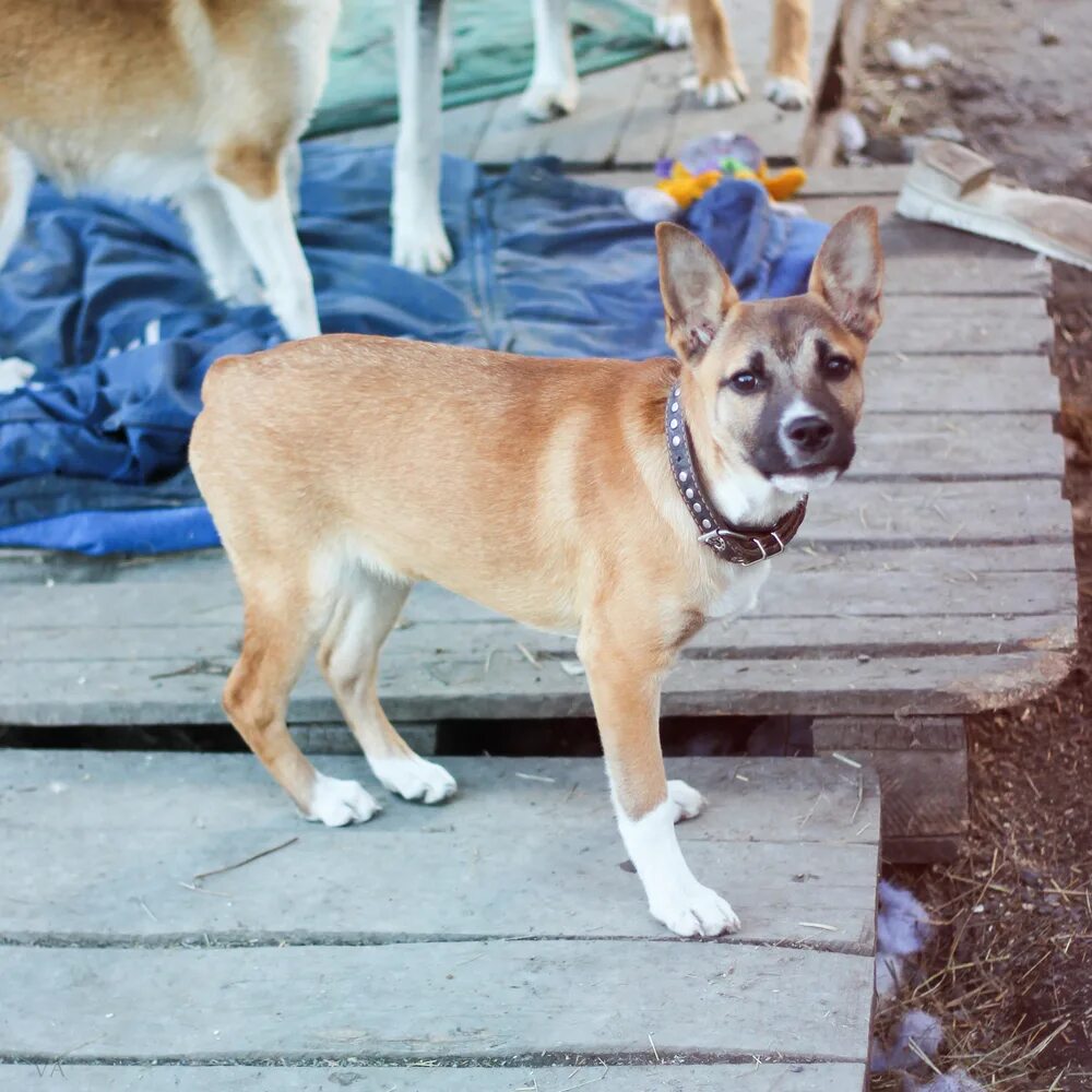 авито новоаннинский в добрые руки. нижние серги объявления пристрой найденные животные. отдам в добрые руки екатеринбург. чёрно белые котята 1 месяца. рыжие котятки в хорошие руки.