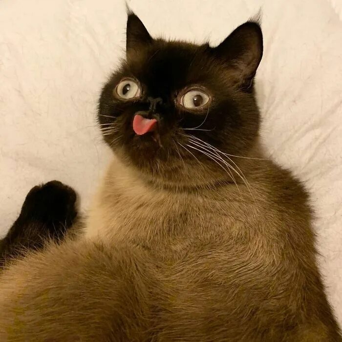 Pin on Mia in 2024 Cat memes, Funny cat images, Funny cat faces