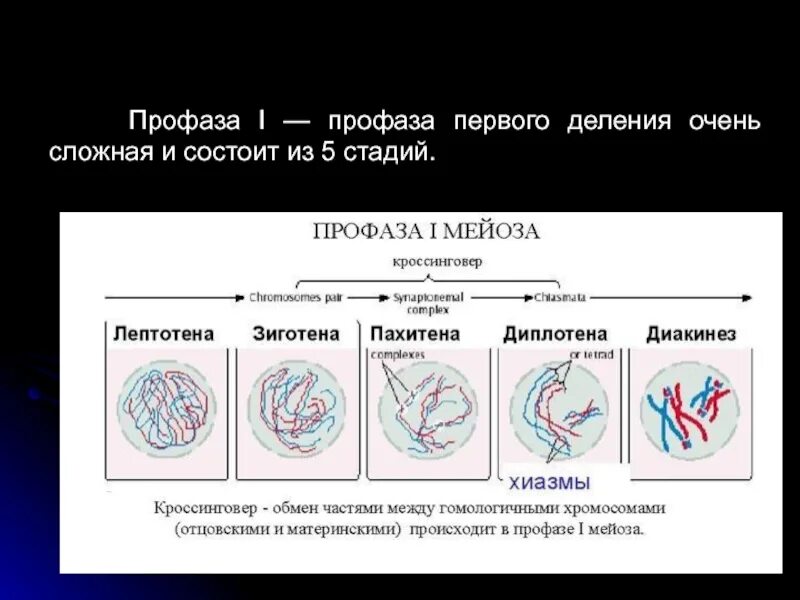 В профазе мейоза 1 происходят процессы. 5 Стадий профазы 1. Профаза первого мейотического деления. Профаза мейоза 1 хиазмы. 1 Первого деления профаза.