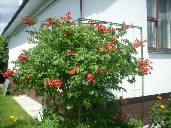 Campsis sp. Flowers Campsis, Flowers, Plants