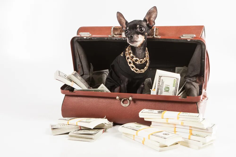 Собачки в богатой жизни. Rich dogs. Rich dogs. Богатая собака. Собака из богатенький ричи.
