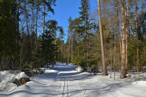 Прогулка по весеннему лесу