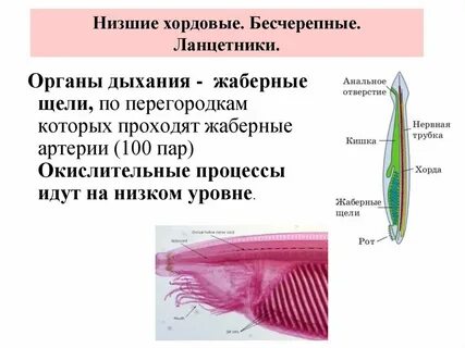 Эволюционные преобразования ротовой полости хордовых
