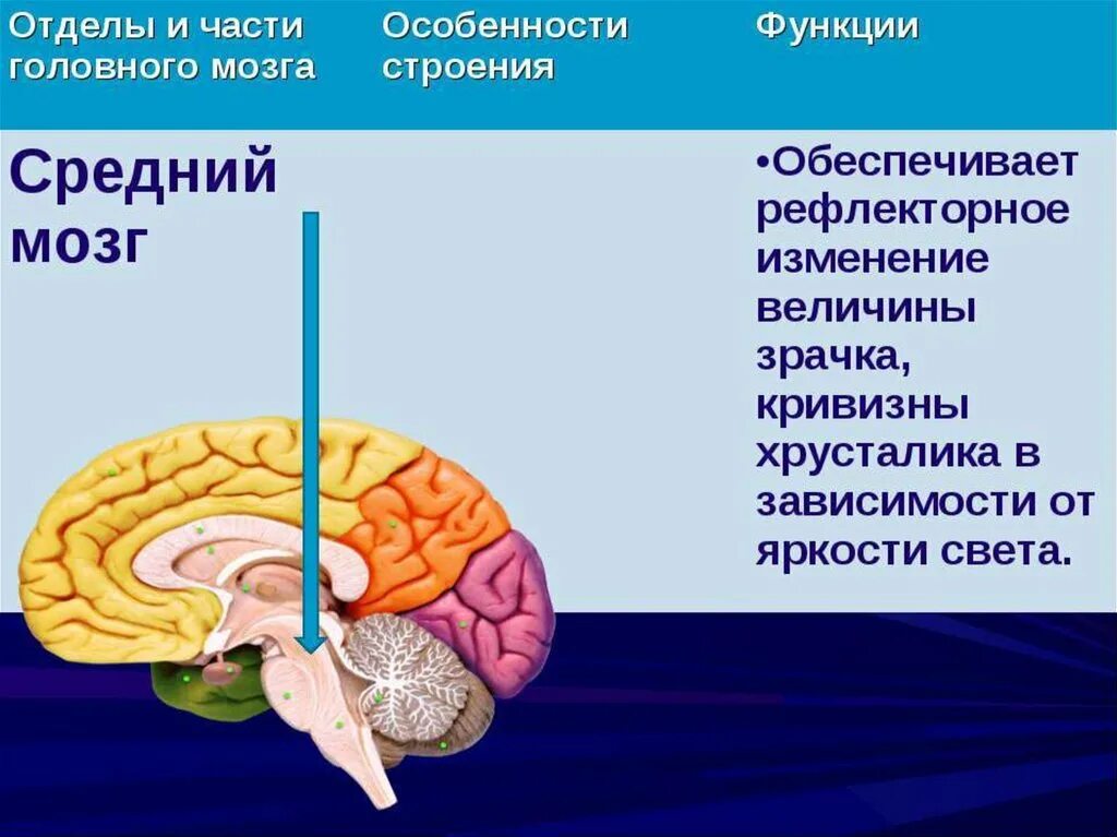 Структура мозга человека и функции. Функции отделов среднего мозга. Структуры отделов и функции среднего мозга. Функции среднего мозга 8 класс биология. Строение отдела среднего мозга.