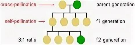 The following generation is. Mendel&#039;s laws. relative, generation, ancestor. mendel linux. pollination by wind.