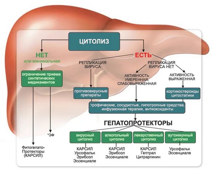 Гепатопротекторы препараты классификация. Гепатопротекторы механизм действия. Механизм действия гепатопротекторов. Препараты для печени гепатопротекторы. Печень после приема антибиотиков