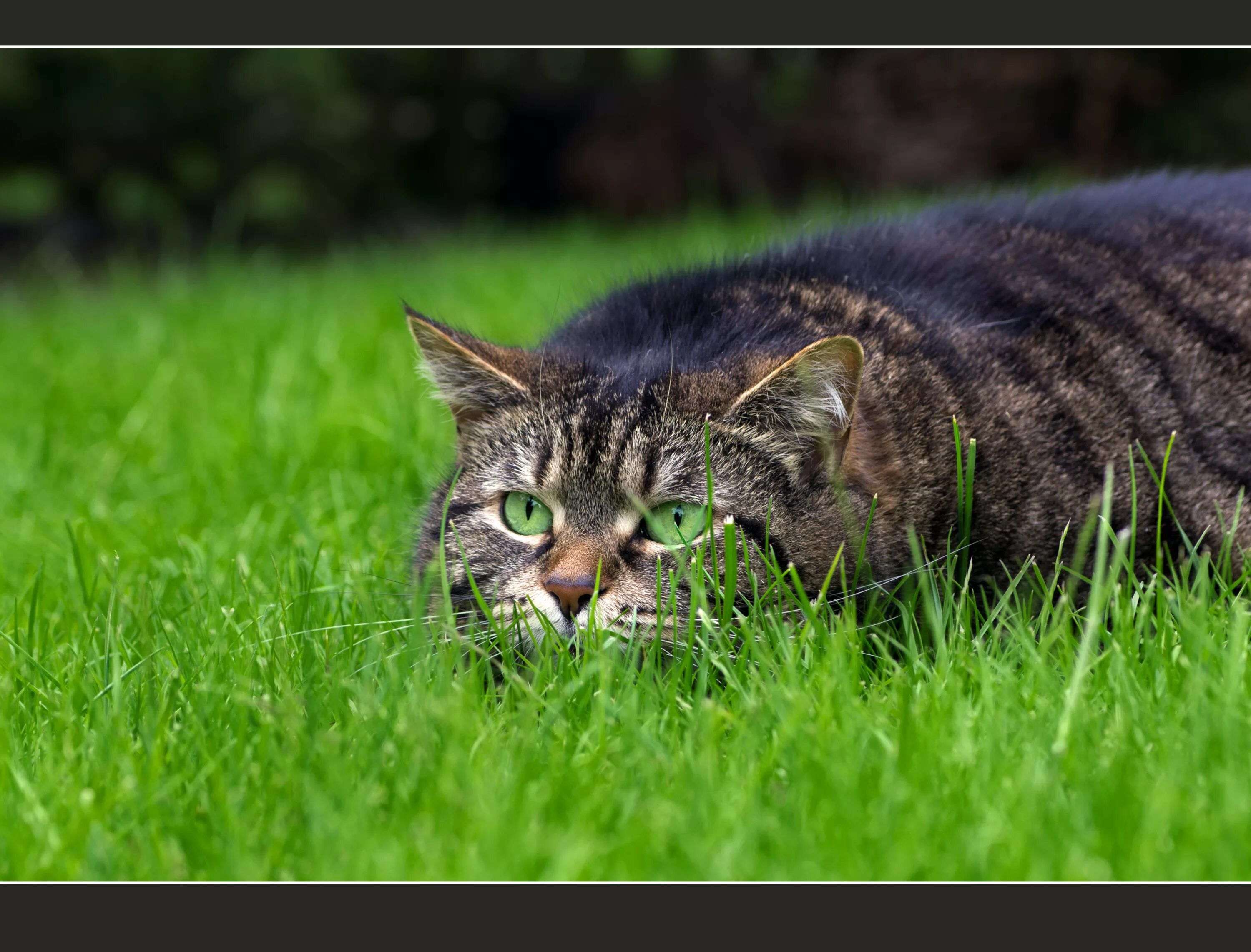 Английский сеттер на охоте. Тэмь охотники чат. Хантер ч хантер. Охотники. 1.