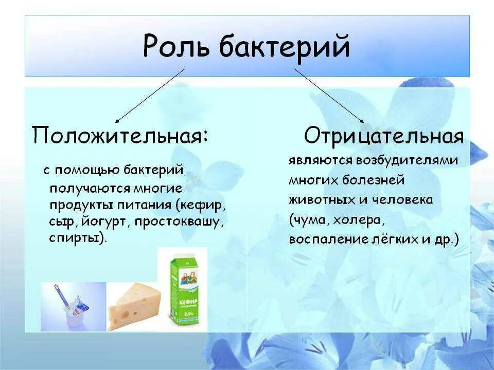 Многообразие значение бактерий и вирусов 5 класс. Роль бактерий. функции бактерий. положительная роль бактерий. роль бактерий в жизни человека.