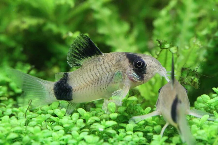Панда рыбка аквариумная фото These are the cutest fish ever! I only have a few but want more so bad! Pet gold