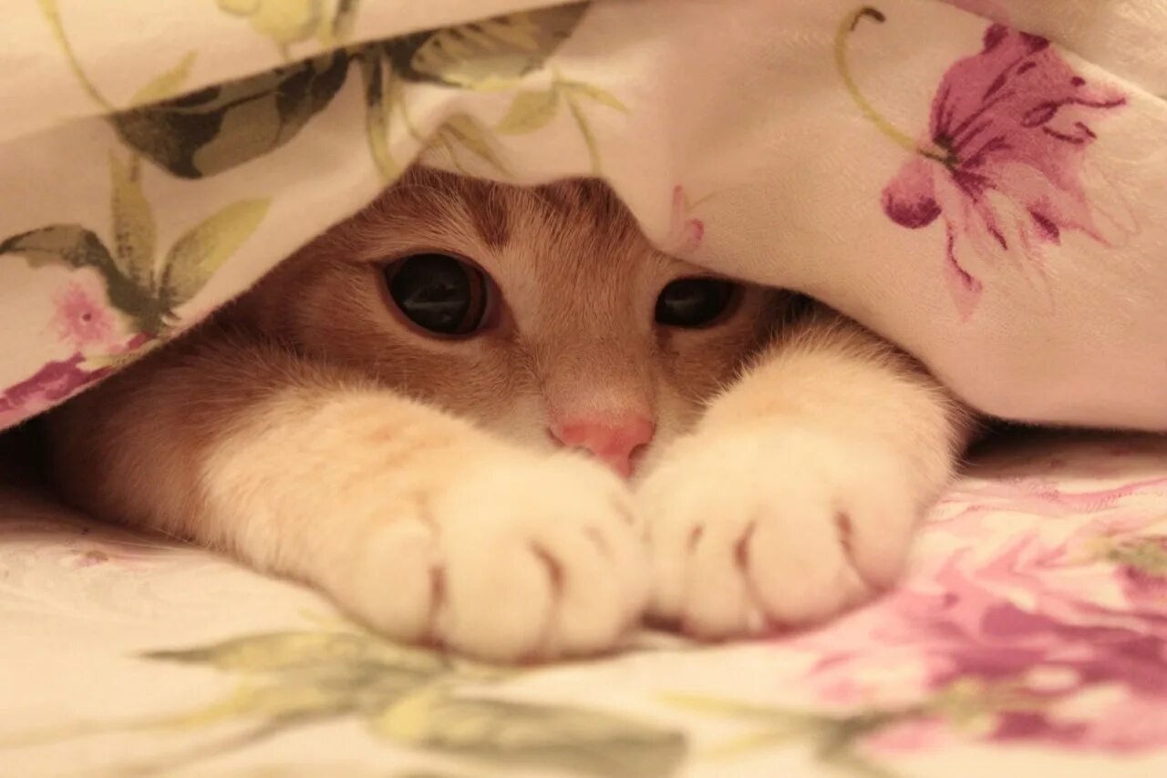 Котенок утром картинка. Котенок утром картинка