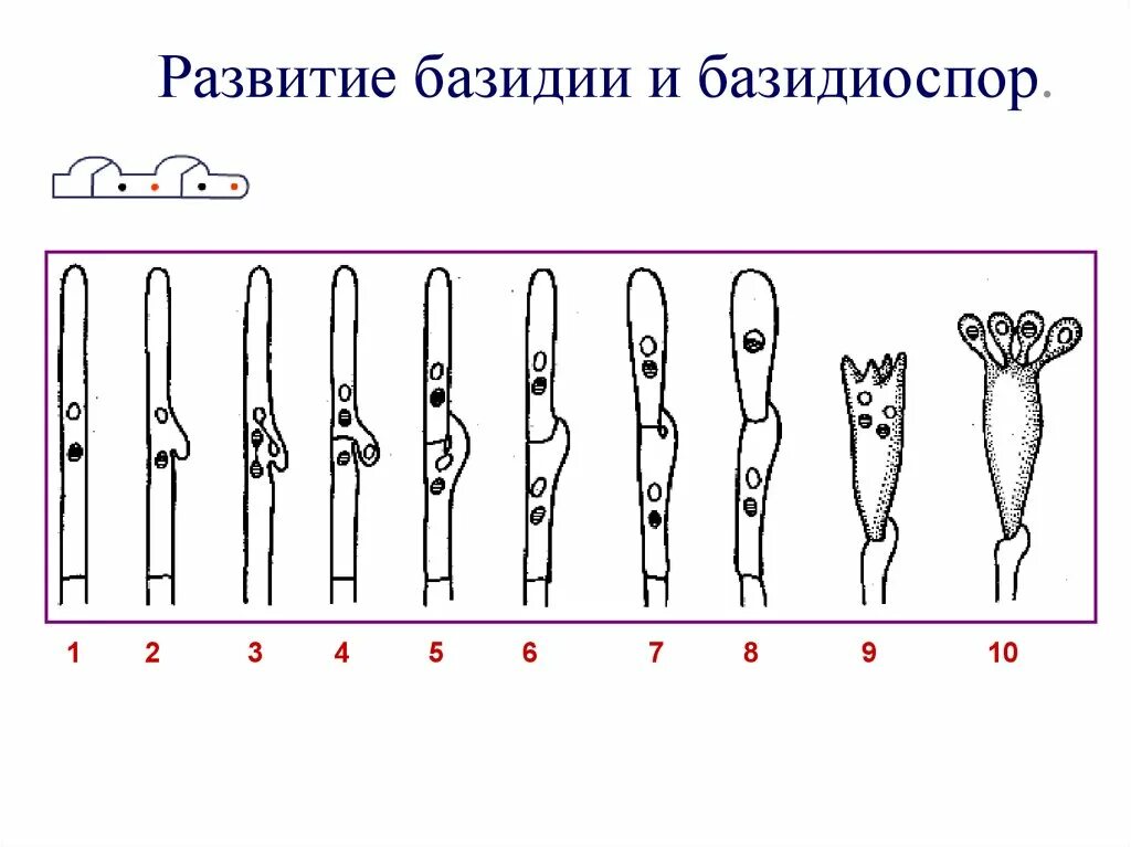 Гаплоидные базидиоспоры. Базидии и базидиоспоры. типы базидий у базидиомицетов. схема развития базидии. стадии формирования базидии.