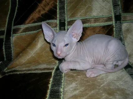 Котенок сфинкса 1 месяц