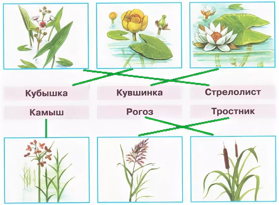 Тетрадь окружающий мир 4 класс 1 часть школа россии плешаков. Какое растение изображено на рисунке. Названия растений пресного водоема 4 класс. Запиши названия растений. Растения примеры.