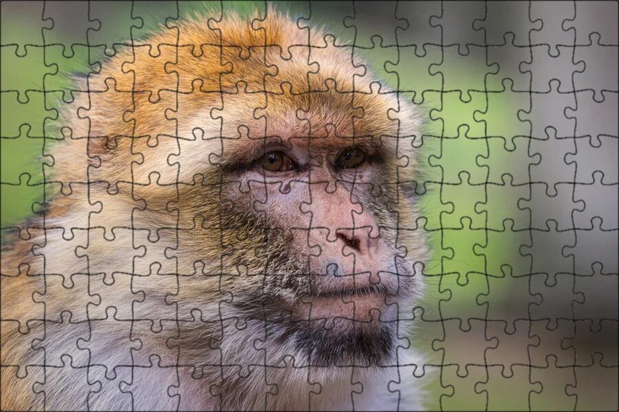 Макака тип движения. Макака магот. barbary macaque. хитрая обезьяна.