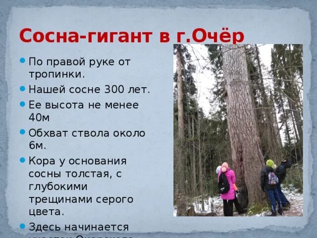 Вековой сколько. Сосна 10 лет высота. обхват ствола сосны. сосна обхват. диаметр вековой сосны.