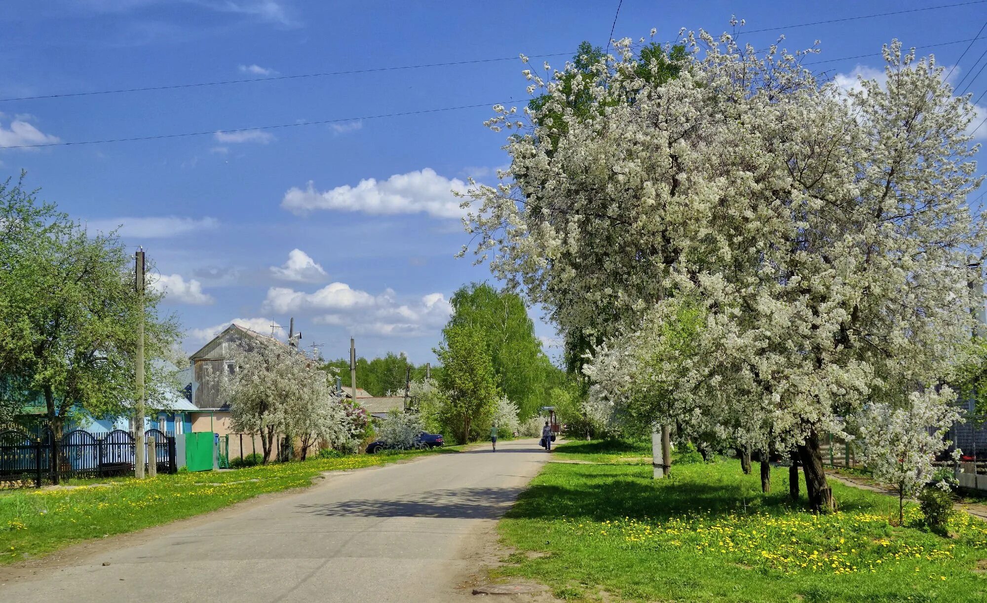 Погода село майские. Цветущий сад Новосибирск. Цветущие деревья в деревне. Улица весной. Яблоневый сад Новосибирск.