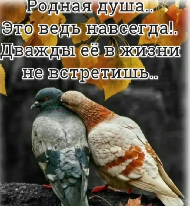 Живем всего два раза. Родные души. Родная душа это ведь навсегда. Родственные души цитаты. Открытки родная душа.