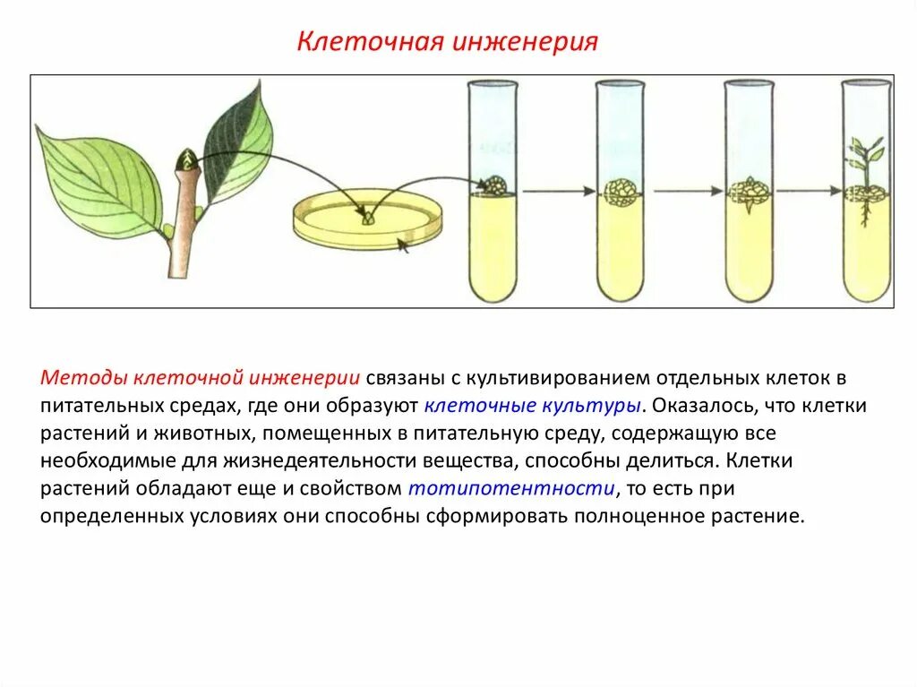 Гибридизация соматических клеток клеточная инженерия. Клеточная инженерия метод культуры тканей. Гибридизация метод клеточной инженерии. Метод культуры клеток и тканей клеточной инженерии. Реконструкция клеток методы