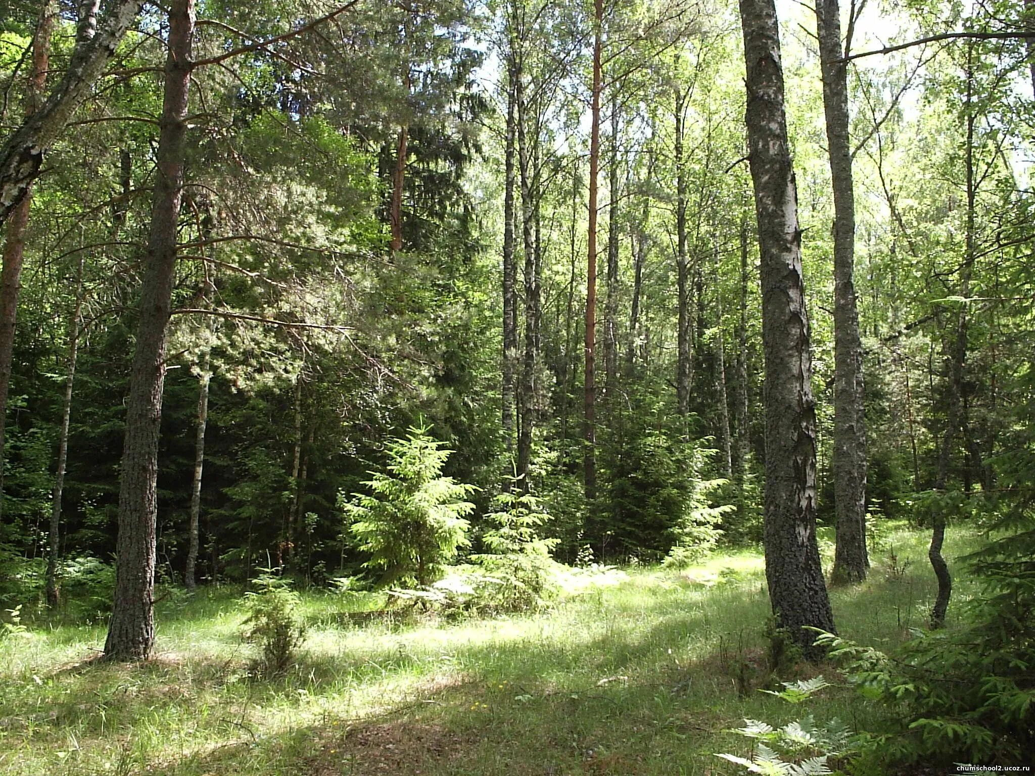 Лес м. Хомутецкий лес. андогский лес. лес джассагач. сулюковский лес.