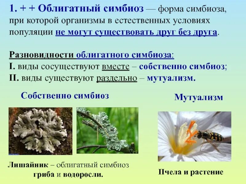 Симбиоз пример ответ. Облигатный симбиоз и мутуализм. факультативный и облигатный симбиоз. облигатный симбиоз примеры. симбиотические организмы.