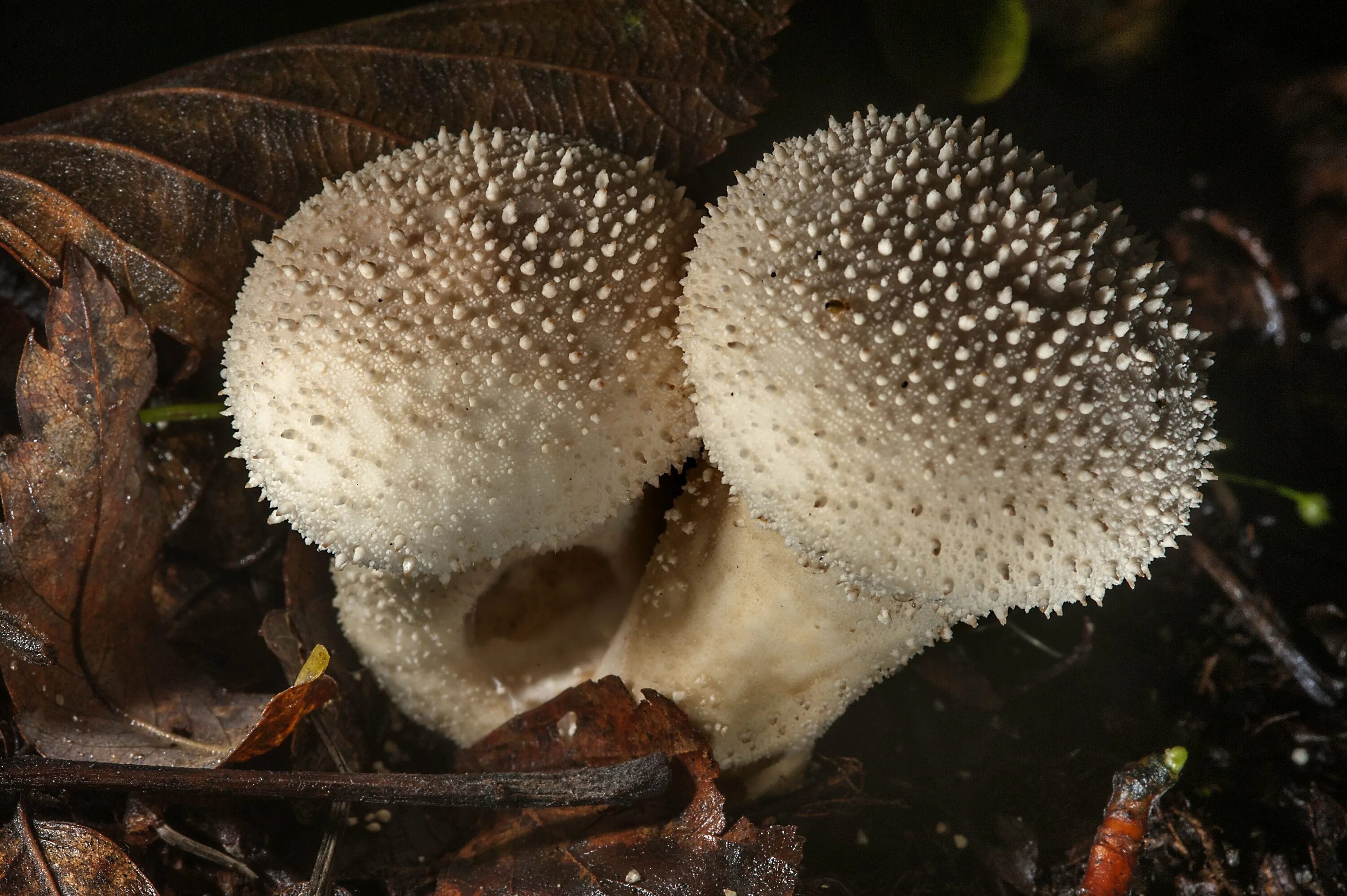 Lycoperdon nigrescens. Гриб с колючим именем. Гриб ежовик гребенчатый дождевик. Игольчатый гриб. Гриб с колючим именем.