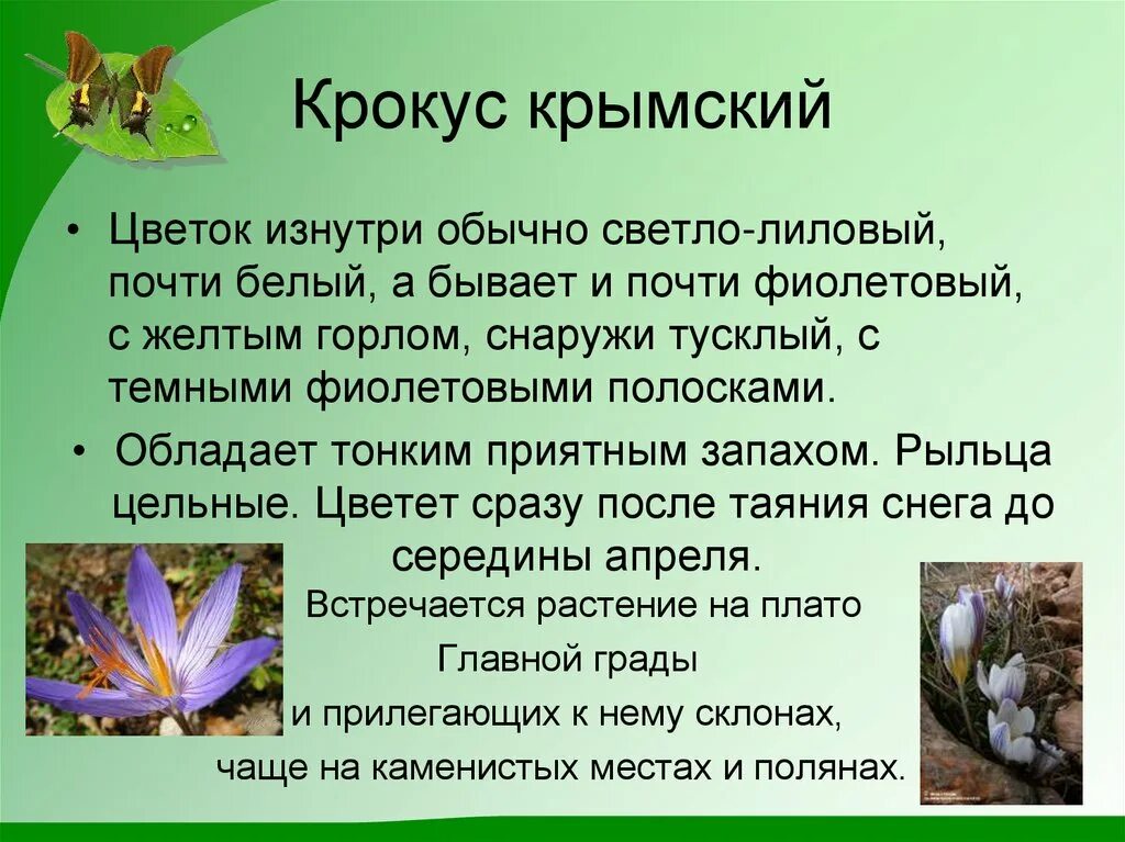 Сообщение о растении крыма. Красная книга крыма растения крокус. крокус растение красной книги. крымские первоцветы 2 класс окружающий мир. крокус легенда о цветке для детей.