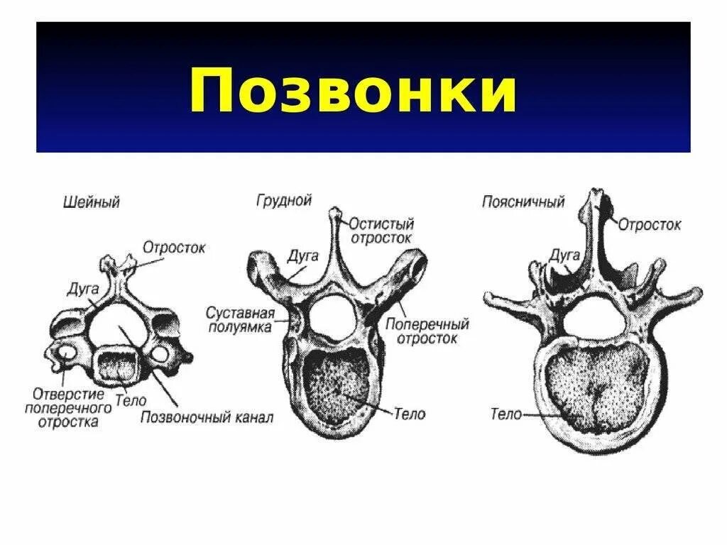 Строение позвонка рисунок. Строение каждого позвонка. Строение позвонка анатомия. Поясничный позвонок вид сбоку и сзади. Поясничный позвонок вид снизу.