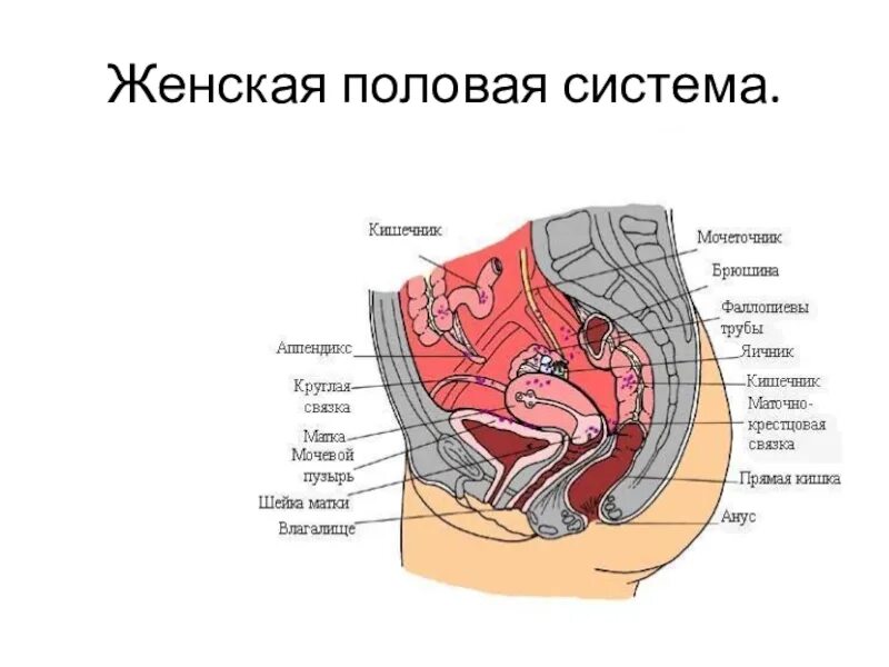 Женская половая система. Строение женской половой системы. Анатомия половой системы женщины. Женская половая/система строение. Биология женские органы