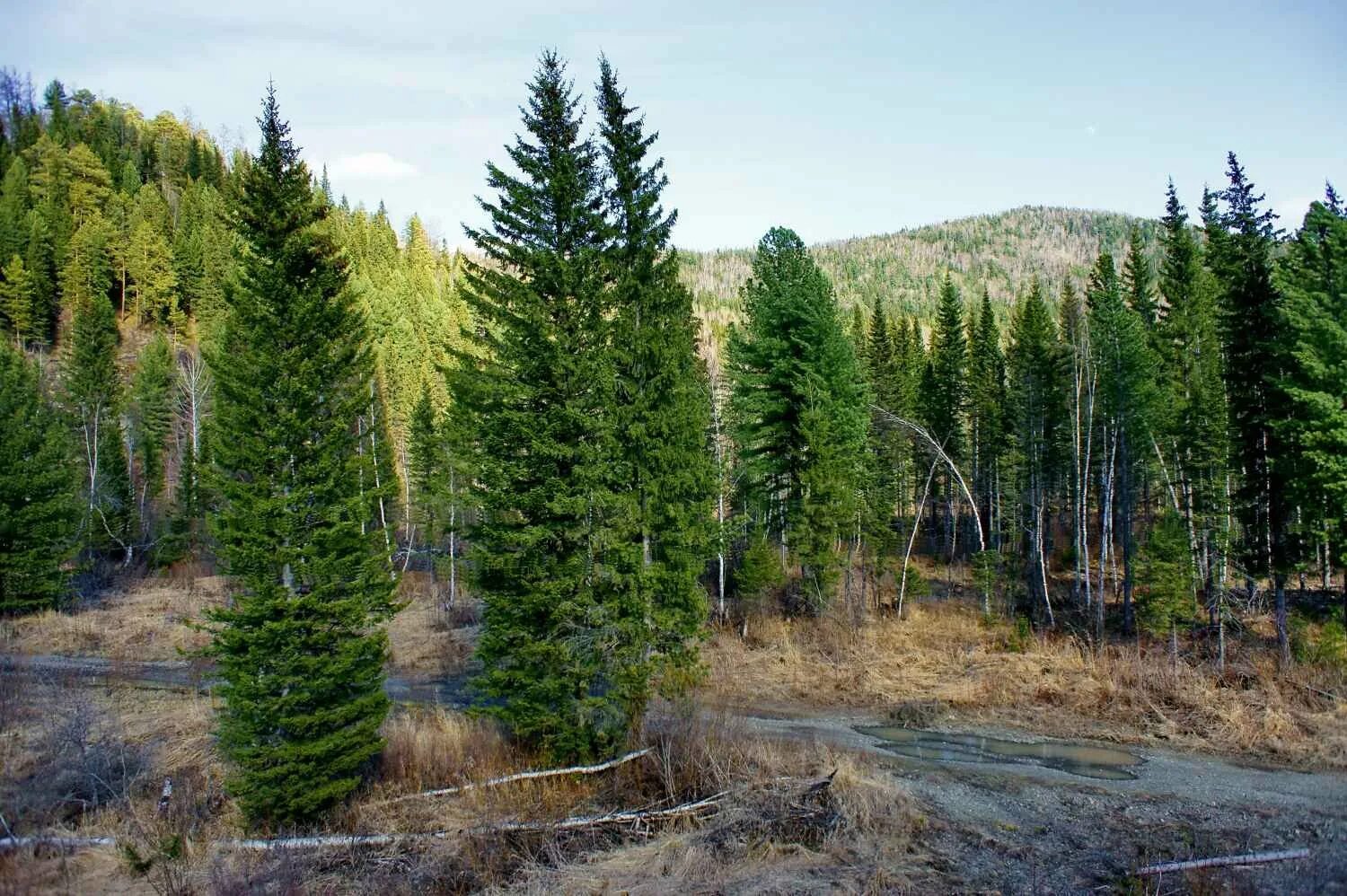 Где растет ель природная зона. Ель Сибирская Picea obovata. Лиственница европейская хвоинки. Лес пихта кедр. Тайга кедр, пихта.