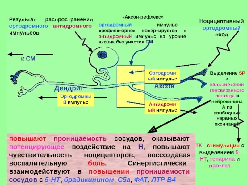 Аксон рефлекс. Аксонный рефлекс. Аксон рефлекс схема. Аксон рефлекс физиология.