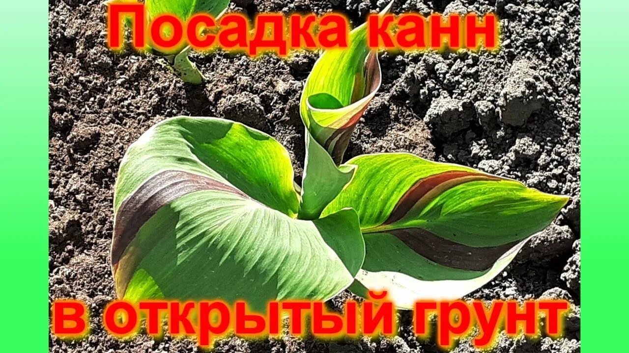 Канна как сажать в открытый грунт. Посадка канны весной в открытый грунт. посадка канн в открытый грунт. удобрения канна. канны посадка и уход в открытом грунте весной.