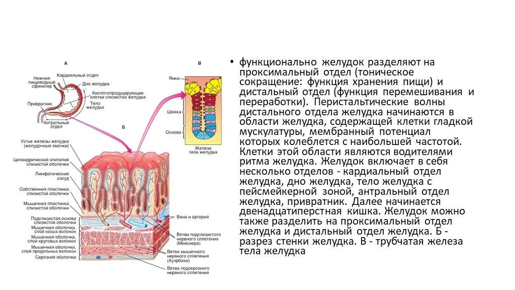 Тоническое сокращение проксимального отдела желудка. Структурная единица желудка. Проксимальный отдел желудка.