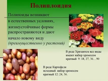 Образуются полиплоидные клетки