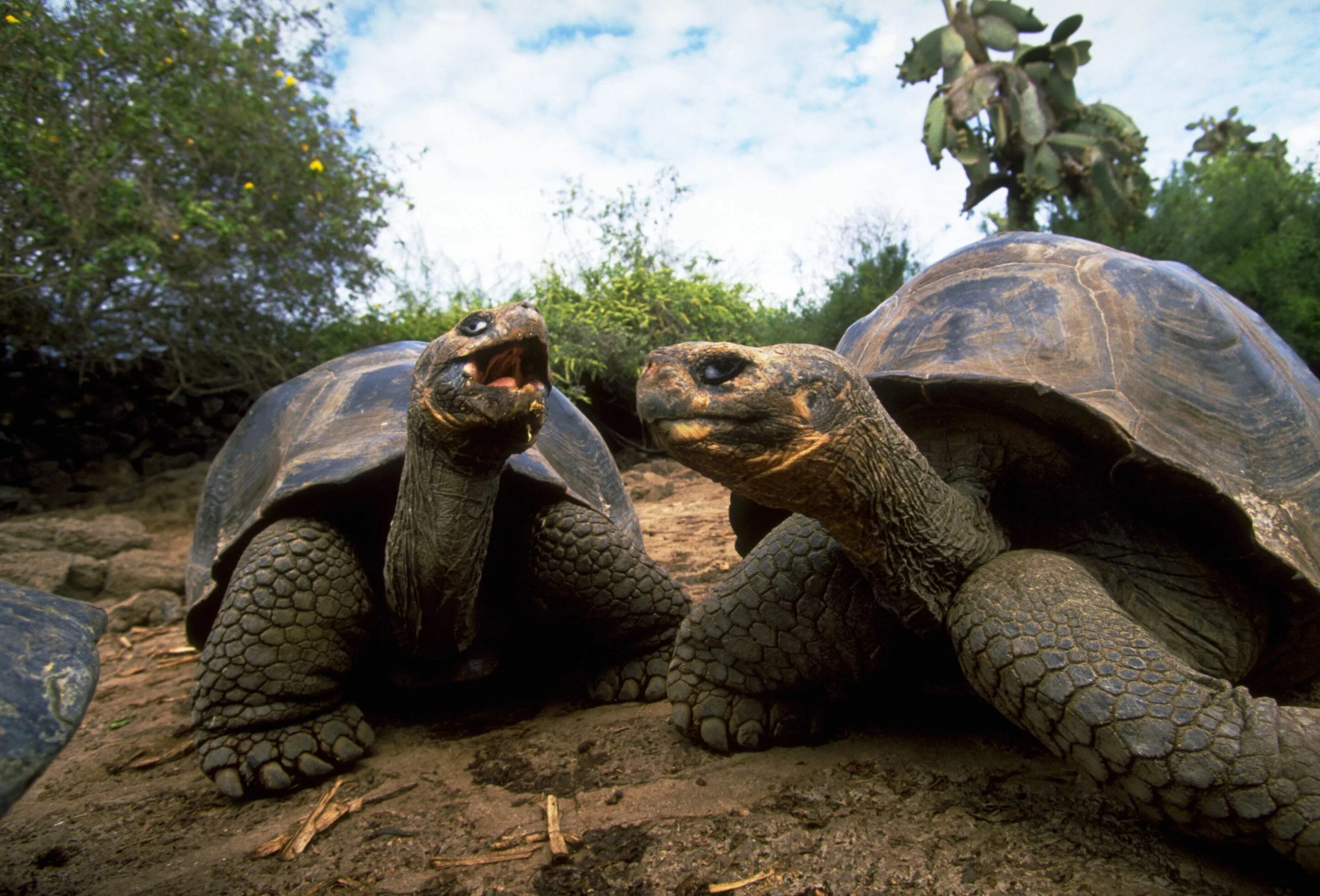 Слоновая черепаха относится к отряду чешуйчатых. Галапагосская черепаха. Дермохелис черепаха. Двухголовая черепаха. Пресмыкающиеся обитатели черепаха.