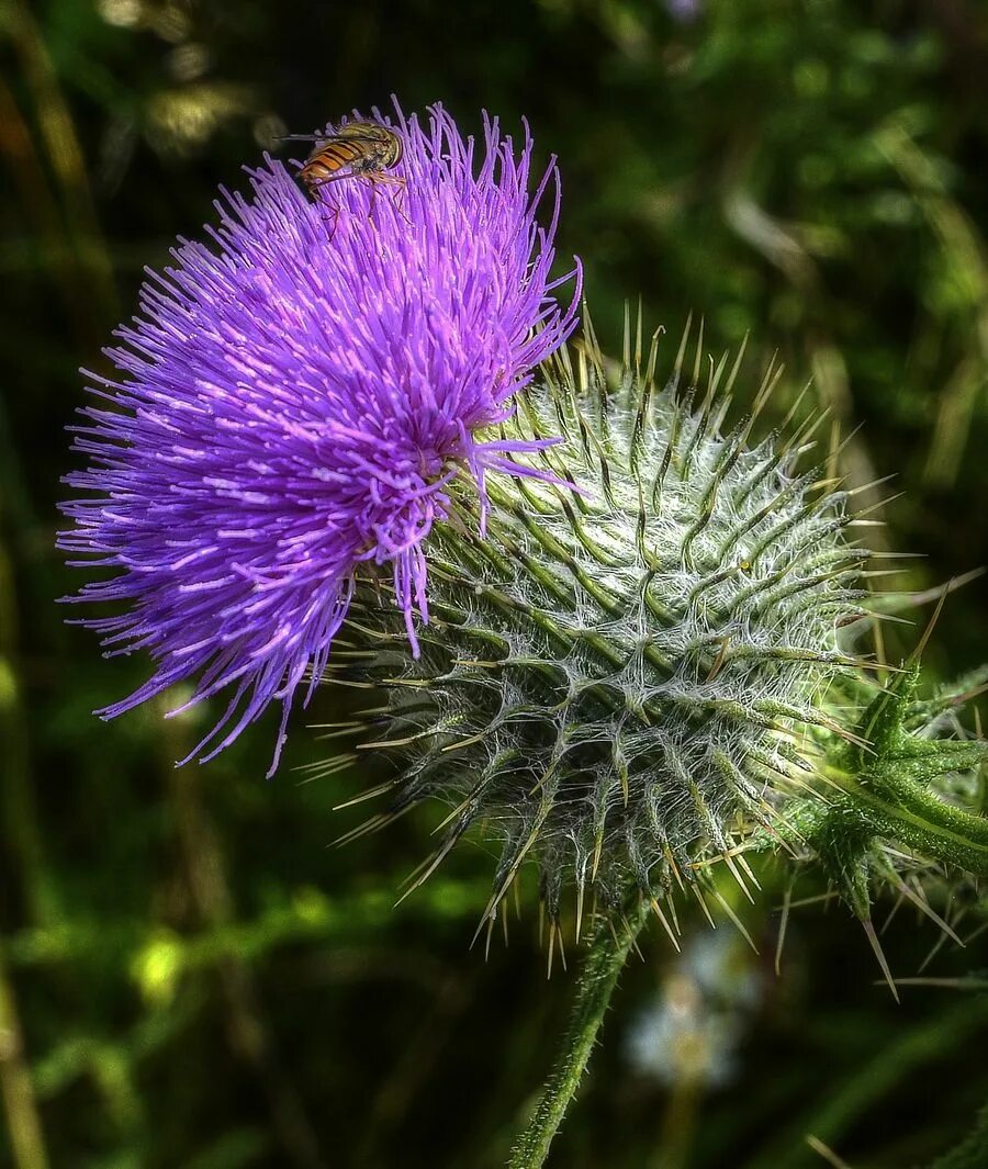 Scotland plants. Чертополох. Чертополох Шотландия. Чертополох колючий. Расторопша Дикая.