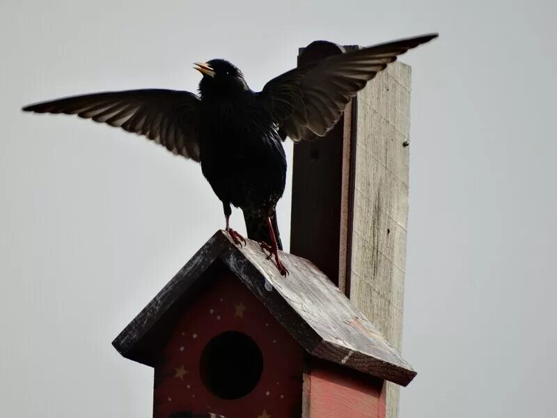 верба скворец скворечник. скворечник для дрозда. скворец в скворечнике. скворцы на вокзалах москвы. скворец и скворчиха.