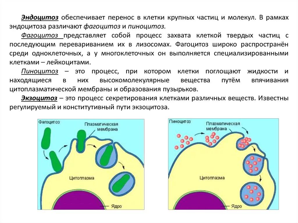 Эндоцитоз транспорт. Плазматическая мембрана пиноцитоз. Процесс эндоцитоза схема. Схема эндоцитоза и экзоцитоза. Схема процессов фагоцитоза и пиноцитоза.