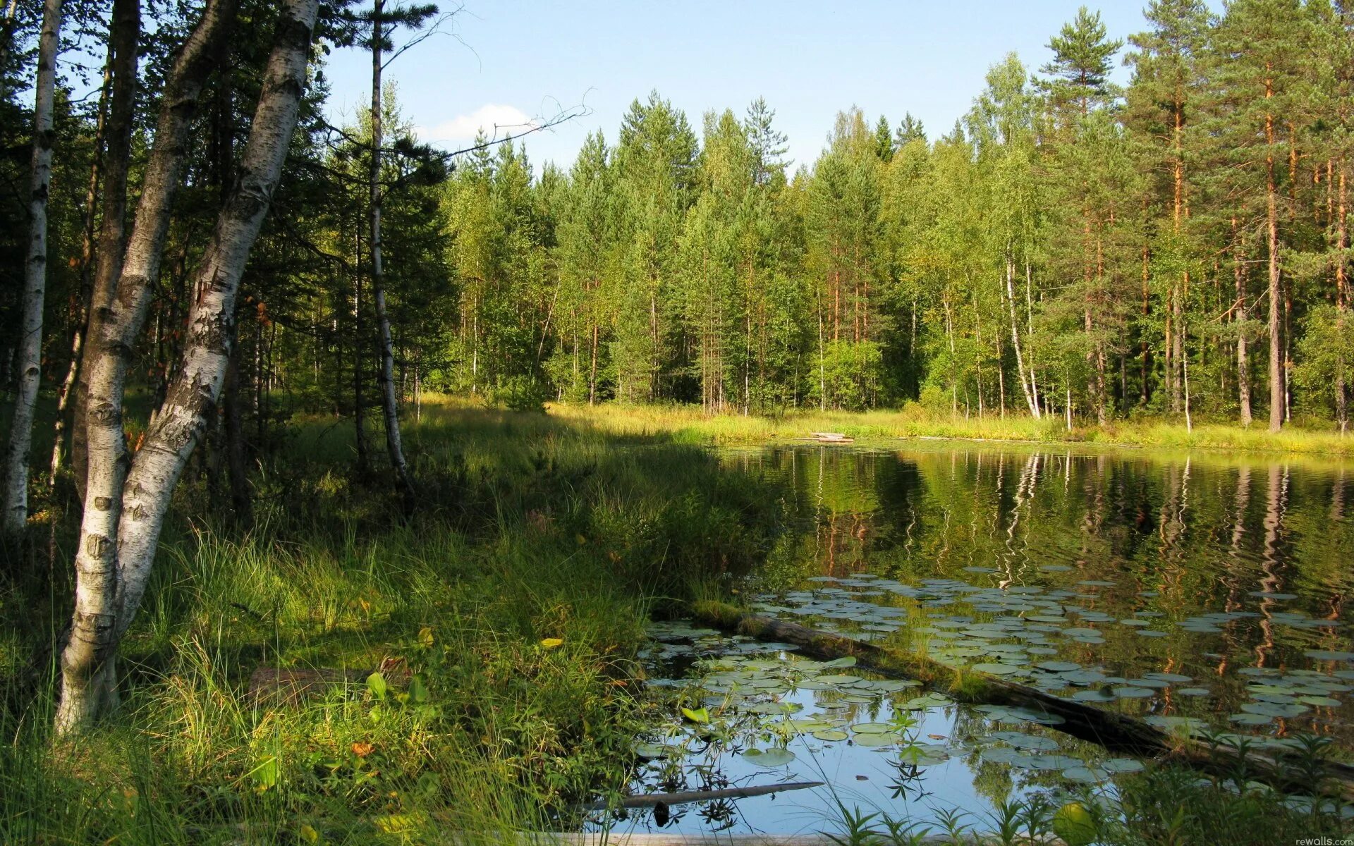 Река самородинка мгимо. Утренний лес. Лес на реке самородинке ландшафтный заказник. Река самородинка. Югозападній лесопарк река.