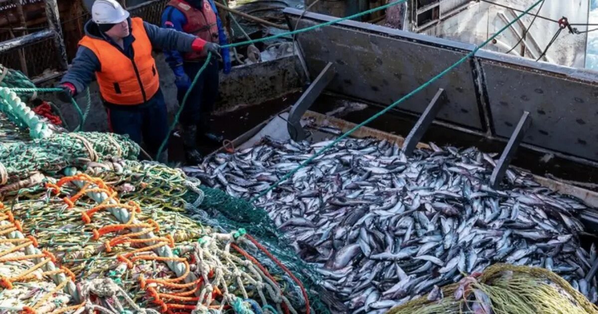 Суд промысла. Охотское море рыбный промысел. Промысел минтая. Вылов минтая. Добыча рыбы на Дальнем востоке.